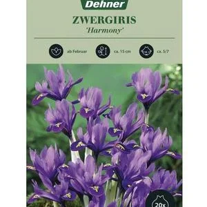 Dehner Blumenzwiebel Zwergiris 'Harmony', 20 | Dehner