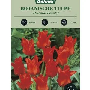 Dehner Botanische Tulpe 'Oriental Beauty', 8 | Dehner