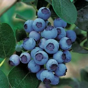 Dehner Gourmet Garten Heidelbeere 'Spartan' | Dehner