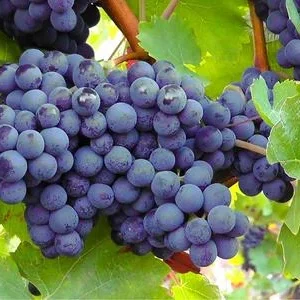 Dehner Gourmet Garten Tafeltraube 'Muscat | Dehner
