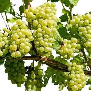 Dehner Gourmet Garten Tafeltraube 'Palatina' | Dehner