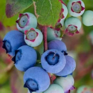 Dehner Heidelbeere 'Bluecrop' | Dehner