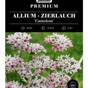 Dehner Premium Blumenzwiebel Allium - | Dehner
