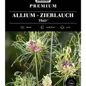 Dehner Premium Blumenzwiebel Allium-Zierlauch | Dehner