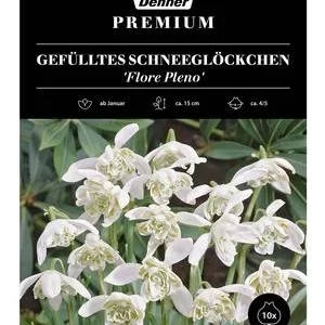 Dehner Premium Blumenzwiebel Gefülltes | Dehner