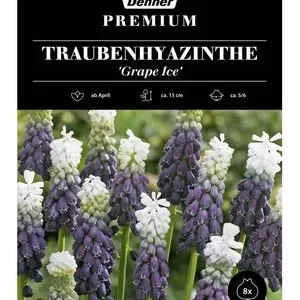 Dehner Premium Blumenzwiebel Traubenhyazinthe | Dehner