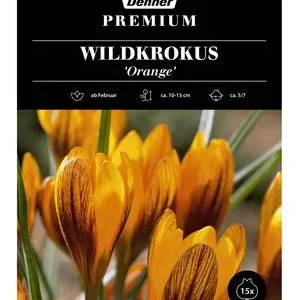 Dehner Premium Blumenzwiebel Wildkrokus | Dehner