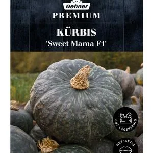 Dehner Premium Samen Kürbis 'Sweet Mama F1' | Dehner