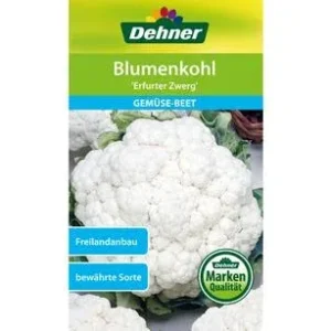 Dehner Samen Blumenkohl 'Erfurter Zwerg' | Dehner