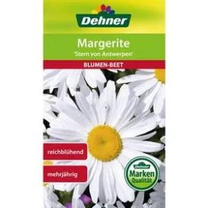 Dehner Samen Margerite 'Stern von Antwerpen' | Dehner