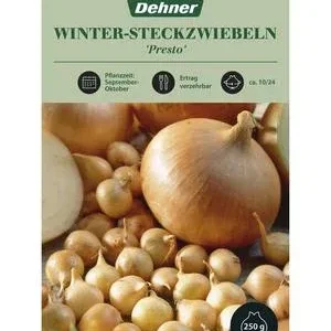 Dehner Winter-Steckzwiebel 'Presto' | Dehner
