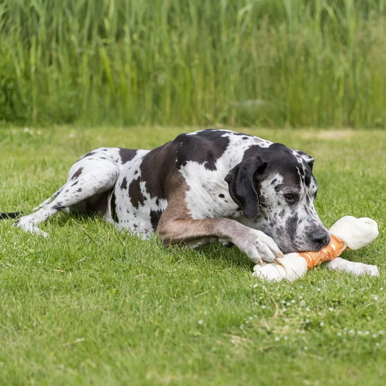 Denta Fun Chicken Chewing Bone - Image 2