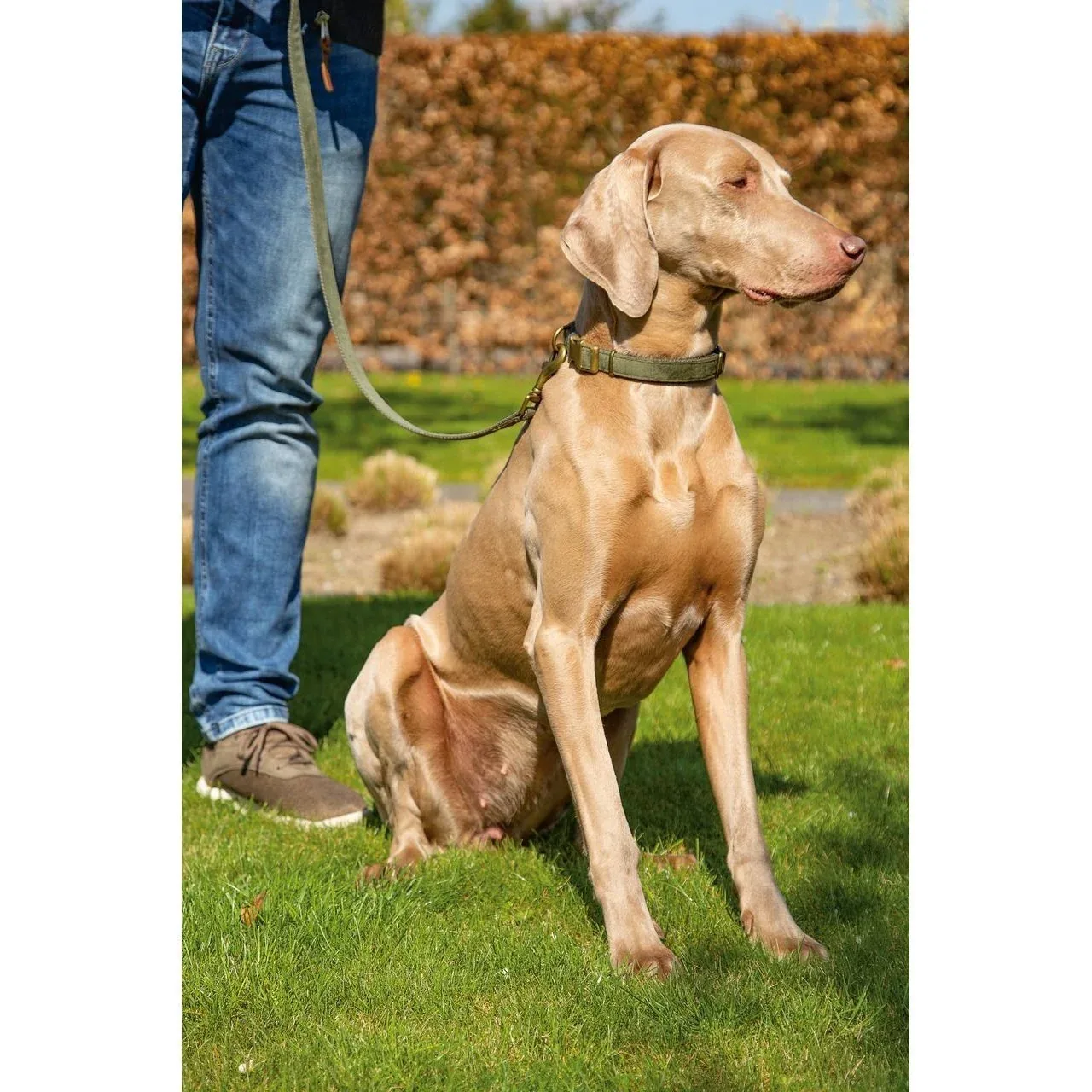 Designed by Lotte Hundehalsband Velura - Image 2
