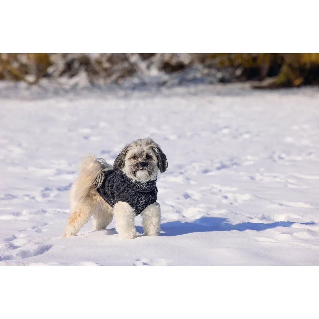 Designed by Lotte Hundepullover Haida – Strickmuster mit Rollkragen - Image 2