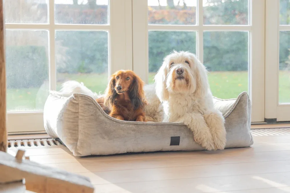 Designed by Lotte Soft Essence - Orthopädisches Hundebett - 65x60x24 cm - Image 2