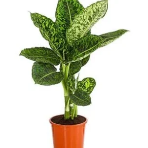 Dieffenbachie - Dieffenbachia seguine | Dehner