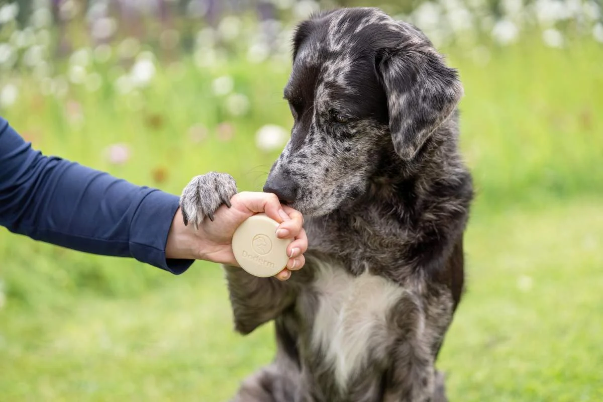 Doderm Shampoo Bar Pet - Image 2