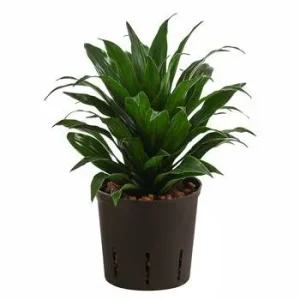 Drachenbaum - Dracaena compacta, Hydrokultur | Dehner