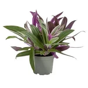 Dreimasterblume - Tradescantia 'Spathacea' | Dehner