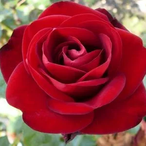 Edelrose 'Marlene®' | Dehner