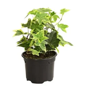 Efeu - Hedera helix, verschiedene Sorten | Dehner