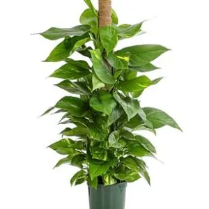 Efeutute - Epipremnum aureum am Moosstab | Dehner