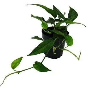 Efeutute - Epipremnum pinnatum 'Blue Form' | Dehner