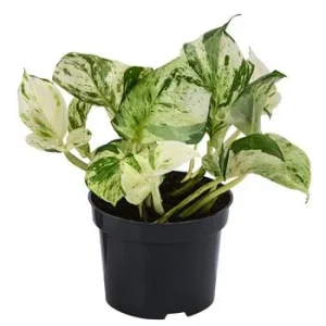 Efeutute - Epipremnum pinnatum 'Happy Leaf' | Dehner