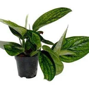 Efeutute - Epipremnum pinnatum 'Marble Planet' | Dehner
