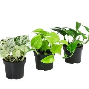 Efeututen-Set - Epipremnum, 3-teilig | Dehner