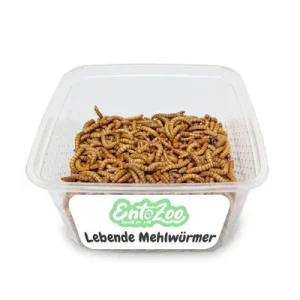 EntoZoo lebende Mehlwürmer 0,5 kg