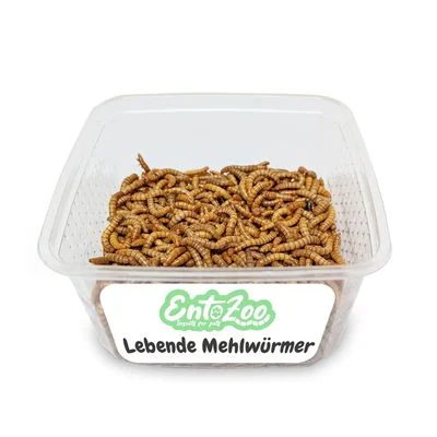 EntoZoo lebende Mehlwürmer 0,5 kg