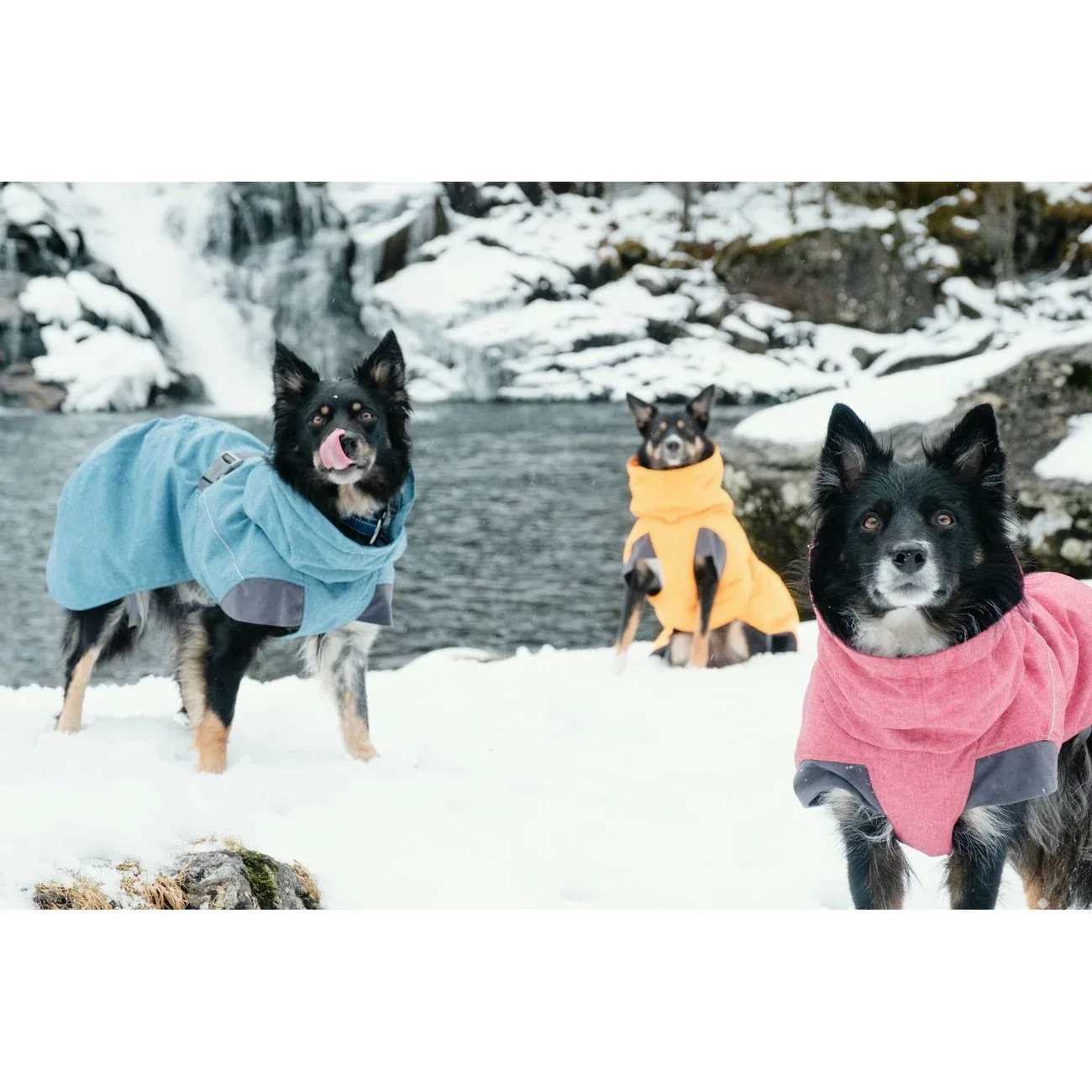 Expedition Wintermantel für Hunde - Image 2