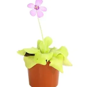 Fettkraut - Pinguicula weser | Dehner