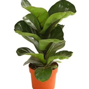 Geigenfeige - Ficus lyrata 'Bambino' | Dehner