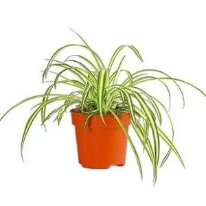 Grünlilie - Chlorophytum comosum 'Atlantic' | Dehner