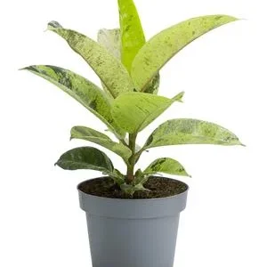 Gummibaum - Ficus elastica shivereana | Dehner