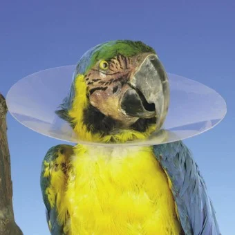 Halskragen für Vögel