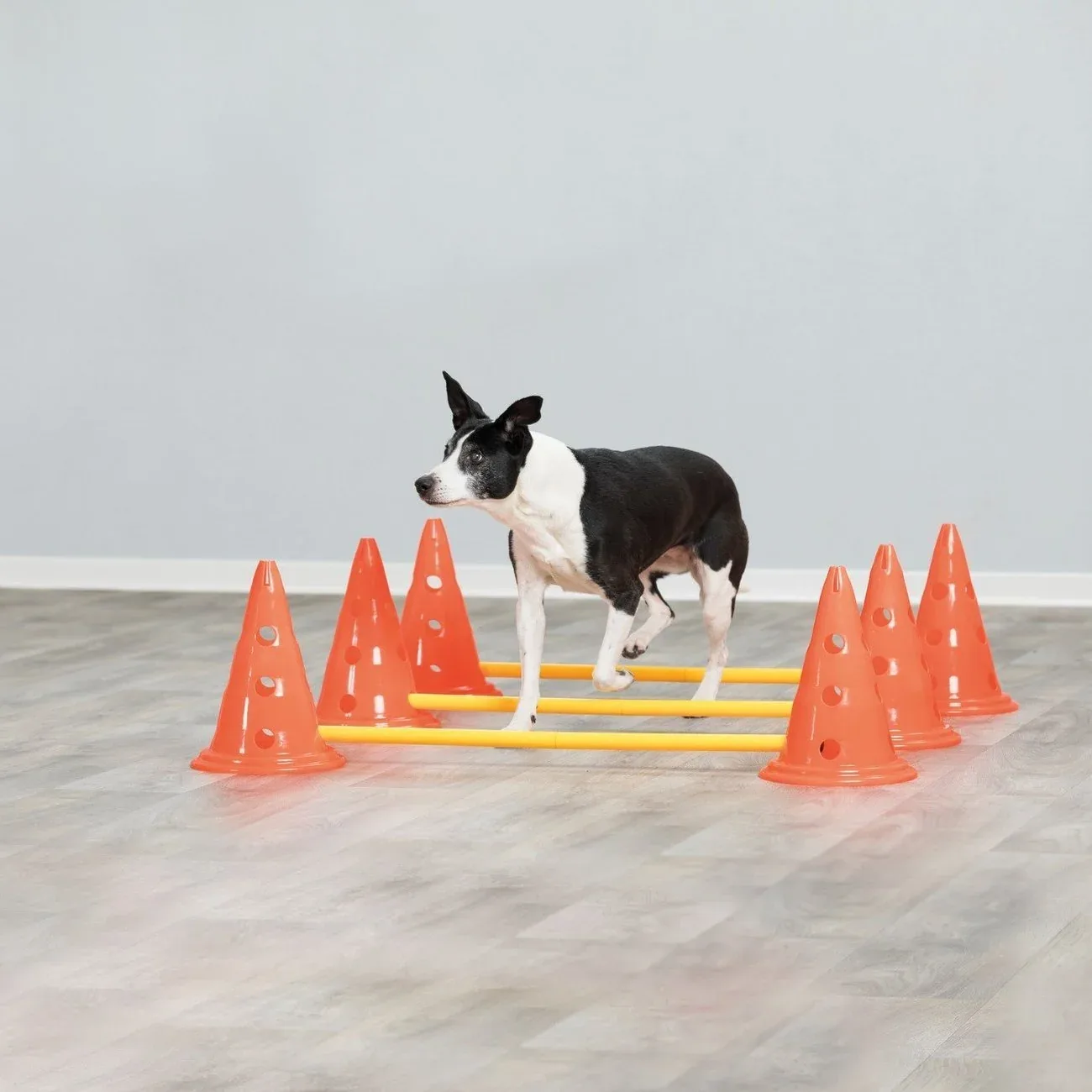 Hindernis Trainingsset mit Pylonen für Hunde - Image 2