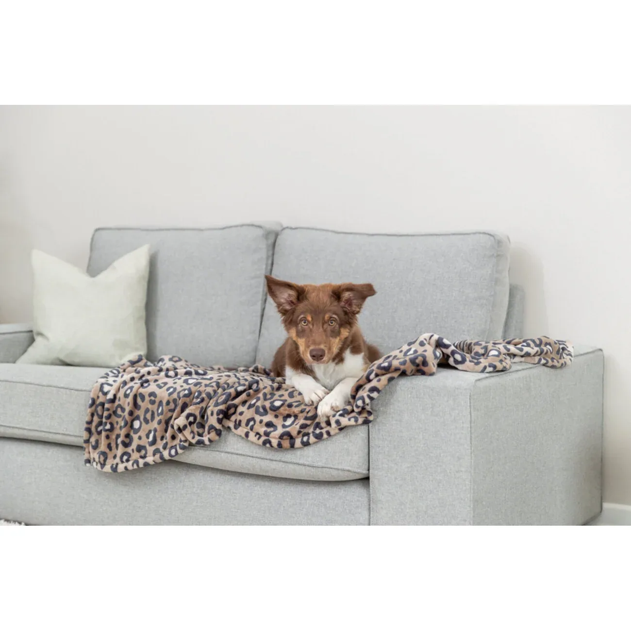 Hundedecke Leo - Image 2