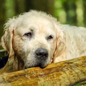 Hundefutter getreidefrei in Premiumqualität online bestellen
