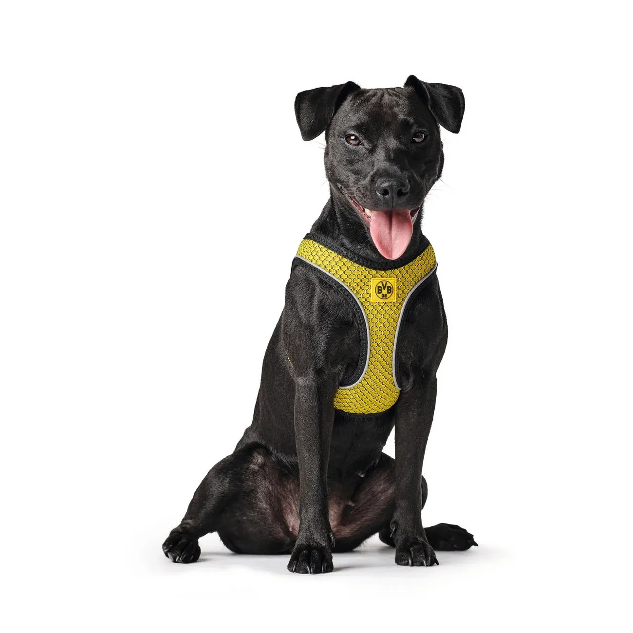 Hundegeschirr Hilo Comfort BVB - Image 2