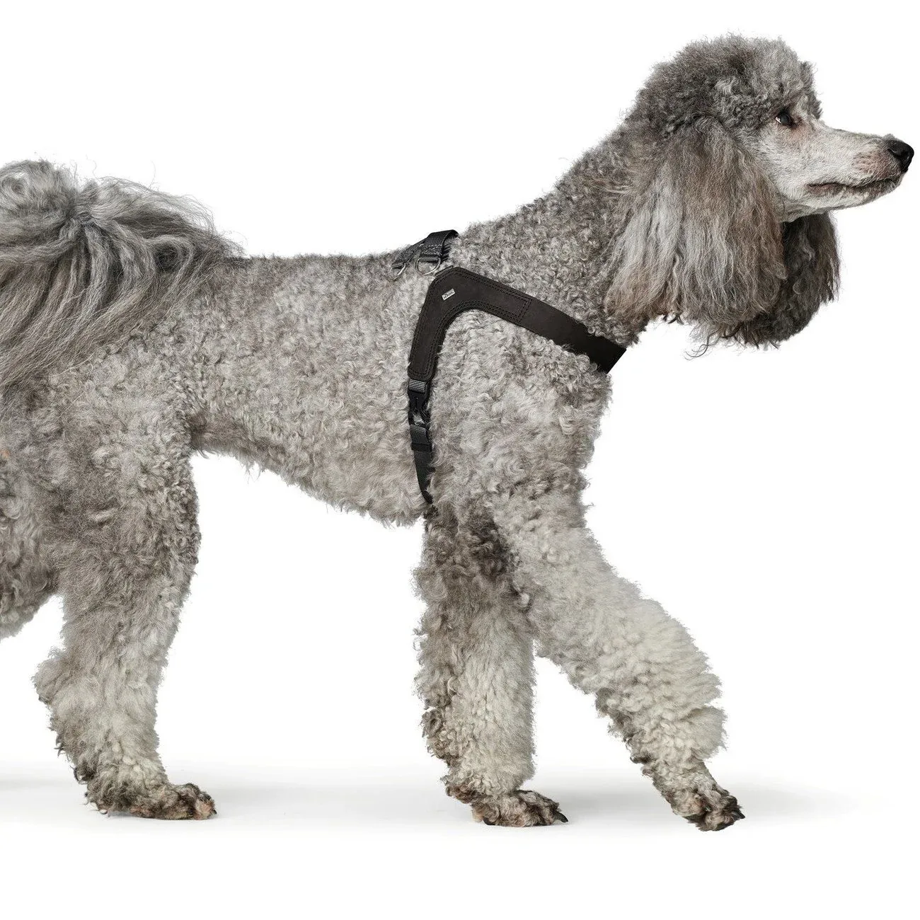 Hundegeschirr Leder Dimaro - Image 2