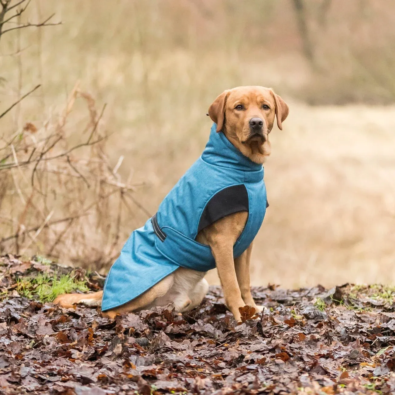 Hundemantel Riom für den Winter - Image 2