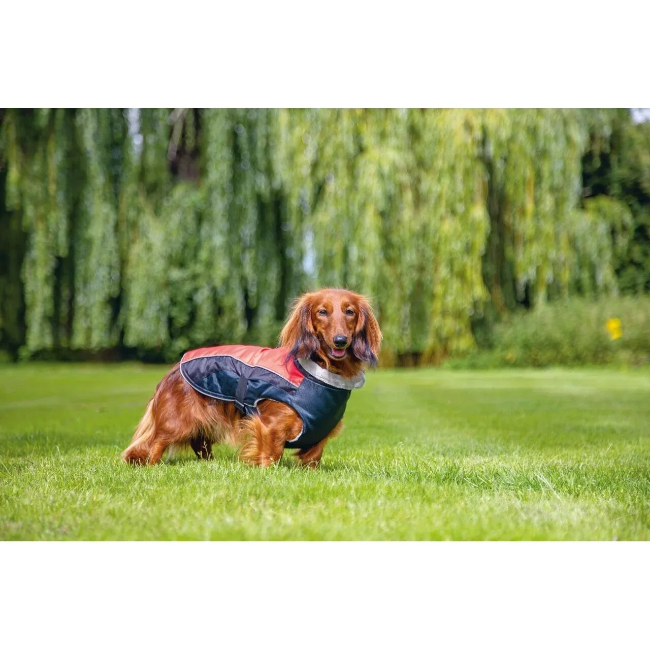 Hundemantel Saby - Image 2