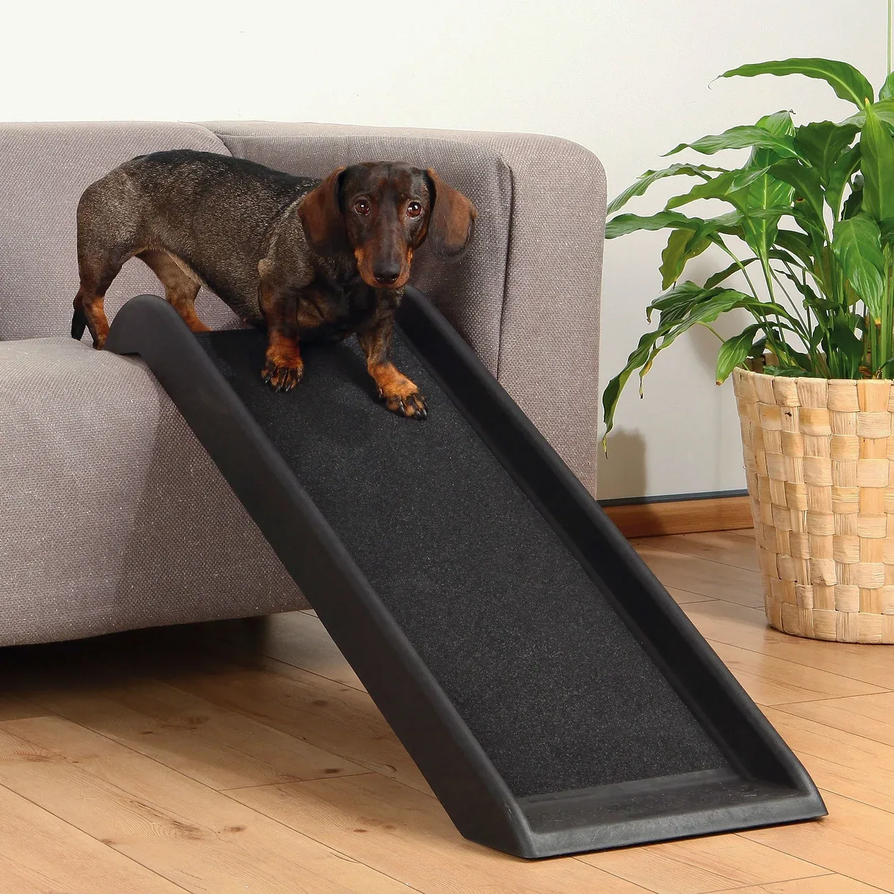 Hunderampe für kleine Hunde - Image 2