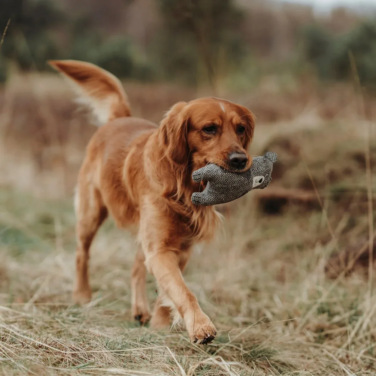 Hundespielzeug Billund Plüsch - Image 2