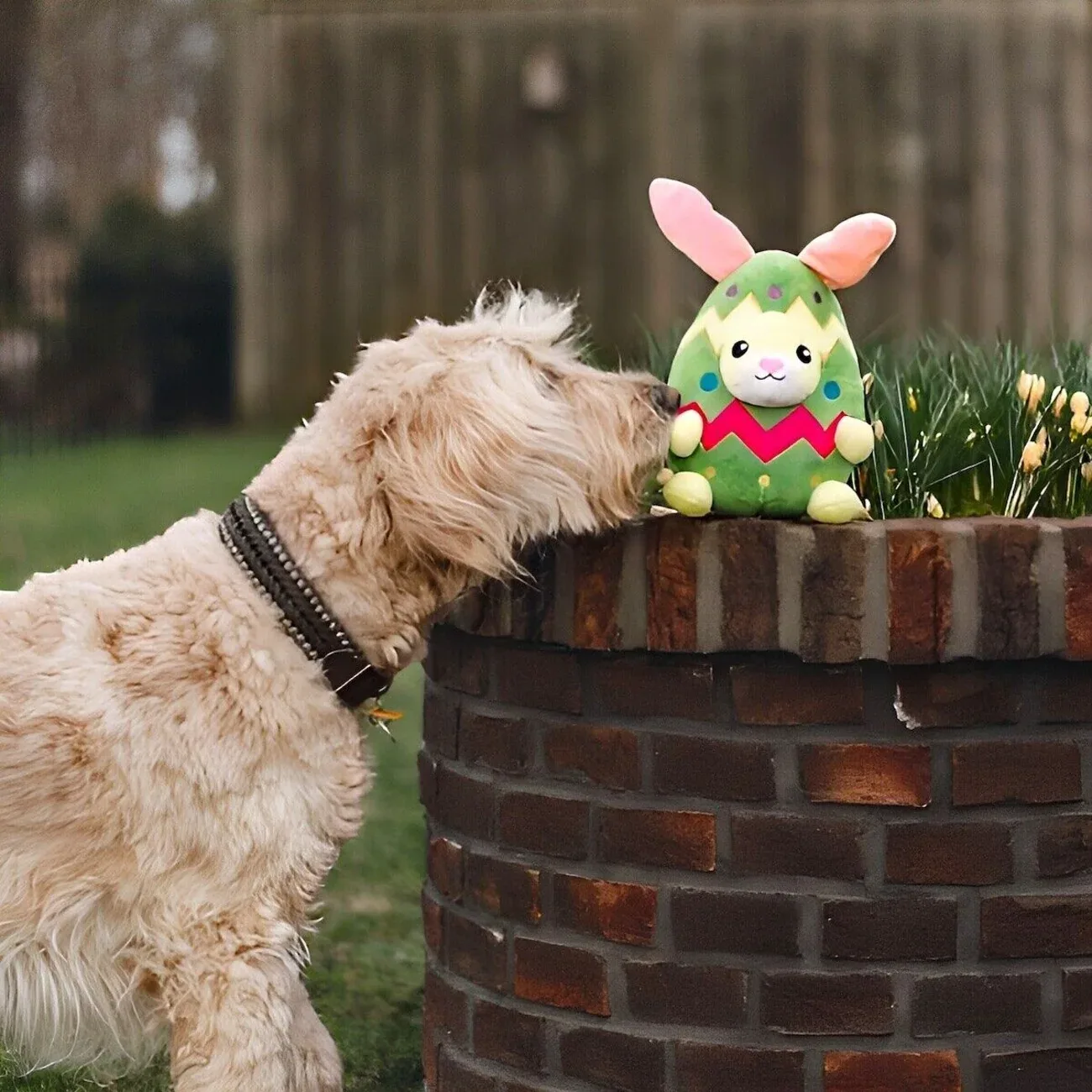 Hundespielzeug Kaninchen-Ei Titi - Image 2