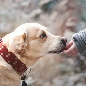 Hundewurst: Die perfekte Wahl für Hundetraining, Hundesport und Fährt