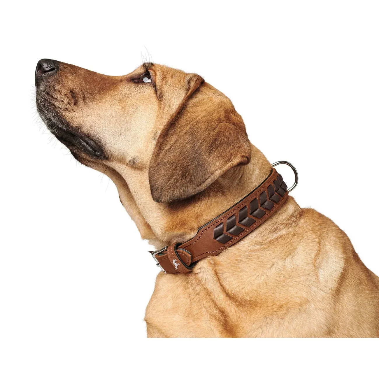Hunter Hundehalsband El Paso - Image 2
